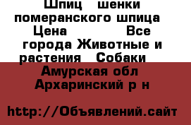 Шпиц - шенки померанского шпица › Цена ­ 20 000 - Все города Животные и растения » Собаки   . Амурская обл.,Архаринский р-н